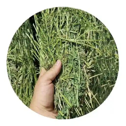 Alfalfa Hay Grade 1