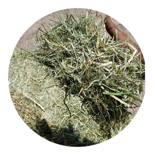 Rye Grass Small Bale