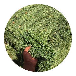 برسيم مصري درجة أولى برسيم مصري درجة أولى