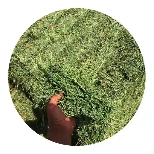 Alfalfa Hay Grade 1