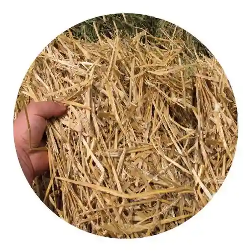 Wheat Straw