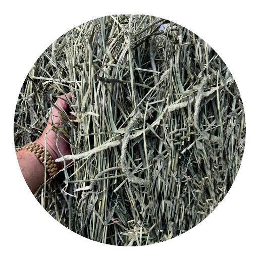 Timothy Hay ( Premium ) Timothy Hay ( Premium )