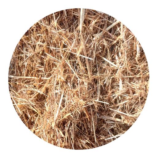 Wheat Straw Wheat Straw