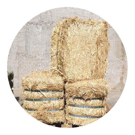 تبن القمح بالة صغيرة تبن القمح بالة صغيرة