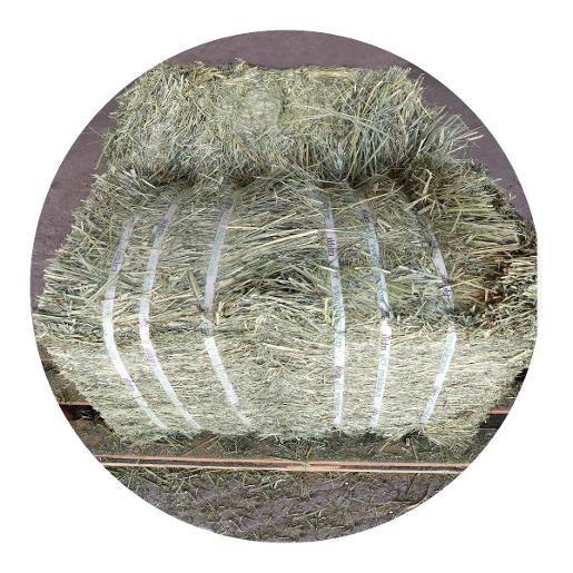 Timothy Hay ( Multi-Purpose ) Timothy Hay ( Multi-Purpose )