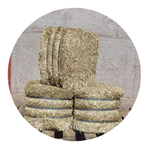 دريس الشوفان بالات صغيرة دريس الشوفان بالات صغيرة