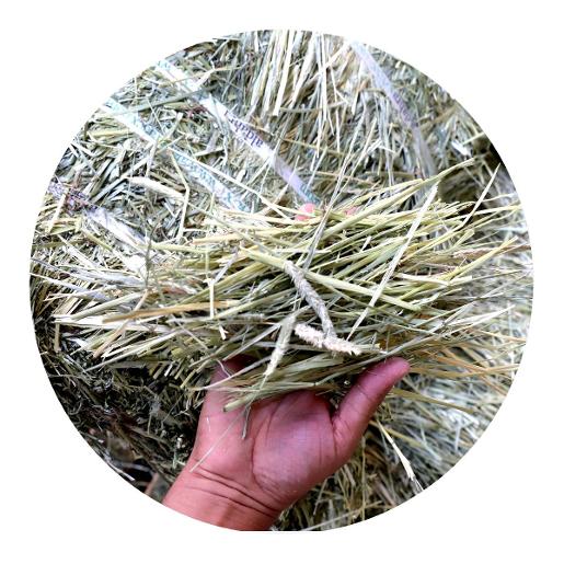 Timothy Hay ( Economy ) Timothy Hay ( Economy )