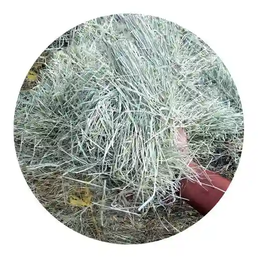 برمودا أمريكي بالة صغيرة  برمودا أمريكي بالة صغيرة